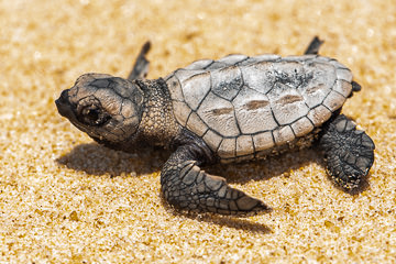 LE-BR-MIS-34         Tartaruga-De-Pente Just Out Of Nest, Southeast Coast Of Bahia, Brazil