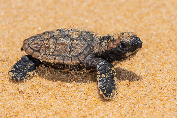 LE-BR-MIS-41         Tartaruga-De-Pente Just Out Of Nest, Southeast Coast Of Bahia, Brazil