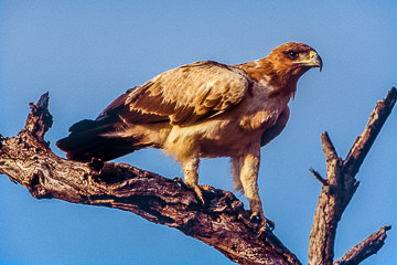 AF-B-01         Tawny Eagle, Kruger NP, South Africa