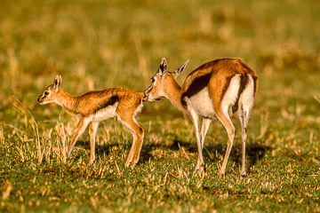 AF-M-01         Thompson Gazelle With Newborn, Masai Mara, Kenya