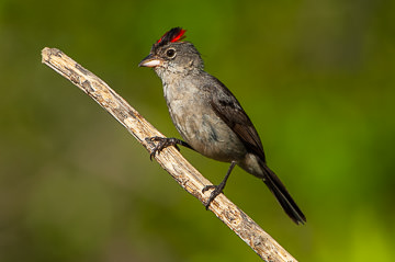 BR-B-01         Tico-Tico-Rei-Cinza, Coastal Region Of Bahia, Brazil