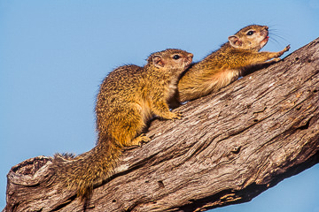 LE-AF-M-02         Tree Squirrels, Kruger National Park, South Africa