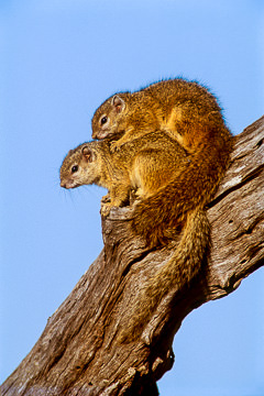 AF-M-01         Tree Squirrels, Kruger NP, South Africa