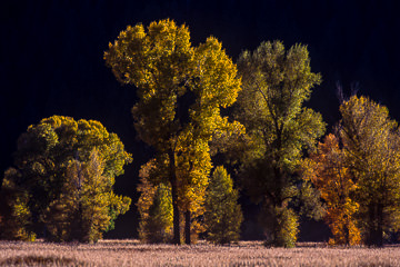 AM-LA-01         Trees Turning Colors, Grand Teton NP, Wyoming