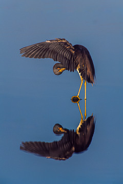 LE-AM-B-01         Tricolored Heron Preening, J.N. Ding Darling NWR, Florida