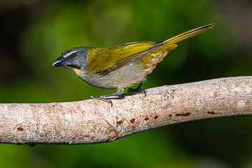 BR-B-57         Trinca-Ferro-Verdadeiro, Coastal Region Of Bahia, Brazil