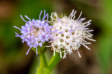 LE-BR-MIS-23         Unidentifiable Flower, Coastal Region Of Bahia, Brazil