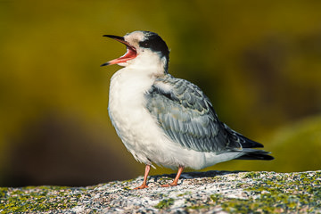 AM-B-01         Common Tern Chick Calling Parents, Petit Manan Island, Maine