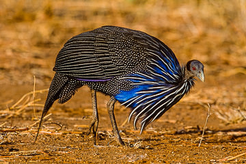 AF-B-01         Vulturine Guineafowl, Samburu National Reserve, Kenya