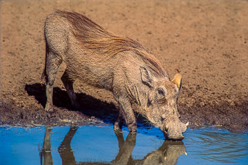 LE-AF-M-03         Warthog With Oxpecker At Waterhole, Kruger National Park, South Africa