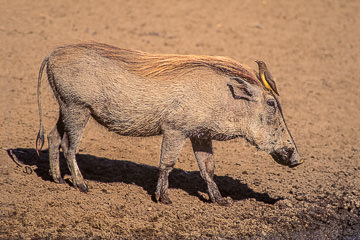 AF-M-06         Young Warthog With Oxpecker, Kruger NP, South Africa