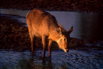 LE-AF-M-16         Female Waterbuck Drinking, Kruger National Park, South Africa