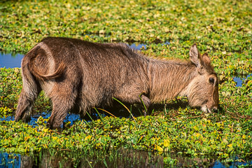 AF-M-01         Female Waterbuck Feeding, Kruger NP, South Africa