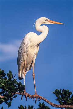 AM-B-01         White Heron, Tavernier, Florida