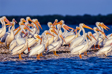 LE-AM-B-06         White Peicans At Days End, White Pelican Island, Charlotte Harbor, Florida