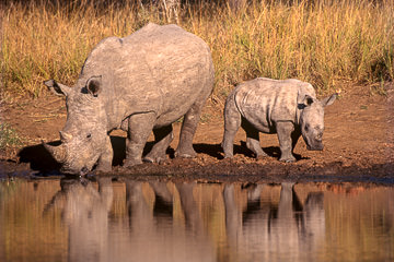 AF-M-03         White Rhinoceros And Calf At Waterhole, Phinda Private Reserve, South Africa