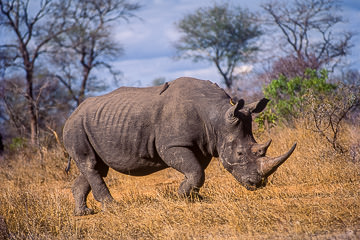 LE-AF-M-01         Rhinoceros Walking, Phinda Private Game Reserve, South Africa