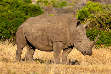 AF-M-102         White Rhinoceros, Mala Mala Private Game Reserve, South Africa