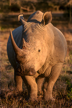 AF-M-53         White Rhinoceros, Hluhluwe-Imfolozi Park, South Africa