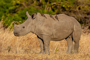 AF-M-106         Young White Rhino With Oxpeckers, Mala Mala Private Game Reserve, South Africa