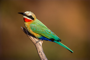 AF-B-01         Whitefronted Bee-Eater, Kruger NP, South Africa