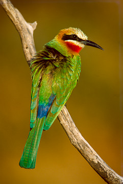 LE-AF-B-04         Whitefronted Bee Eater, Kruger NP, South Africa