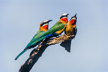 AF-B-06         Whitefronted Bee-Eaters, Kruger NP, South Africa