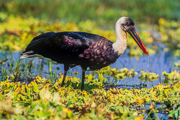 LE-AF-B-01         Whoolly-Necked Stork, Sunset Dam, Kruger National Park, South Africa