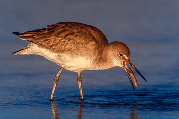 AM-B-06         Willet Feeding, Ft. Myers Beach, Florida