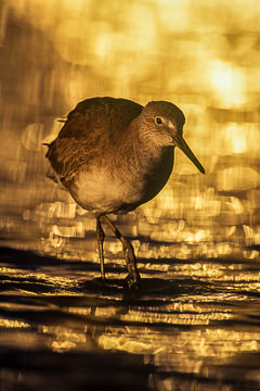 LE-AM-B-11         Willet At Sunset, Fort Myers Beach, Florida