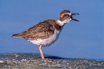 AM-B-01         Wilson's Plover Yelling Out, Fort Myers Beach, Florida