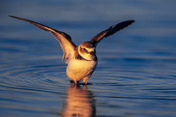 AM-B-02         Wilson's Plover Stretching Wings, Fort Myers Beach, Florida