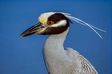 LE-AM-B-11         Yellow-Crowned Night-Heron, J.N. Ding Darling NWR, Florida