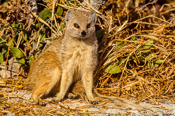 AF-M-02         Yellow Mongoose, Etosha National Park, Namibia