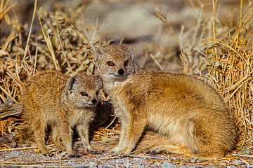 LE-AF-M-03         Yellow-Mongoose With Pup, Etosha National Park, Namibia