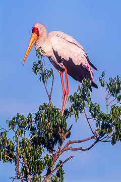 AF-B-02         Yellowbilled Stork, Masai Mara NP, Kenya