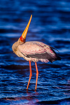 LE-AF-B-06         Yellowbilled Stork, Sunset Dam, Kruger NP, South Africa