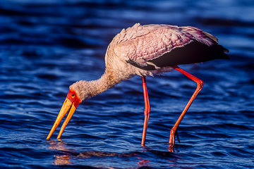 LE-AF-B-06         Yellow-Billed Stork Feeding, Sunset Dam, Kruger National Park, South Africa