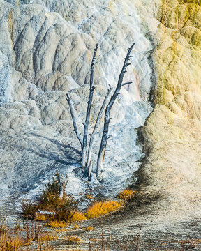 LE-AM-LA-002         Dried Tree, Orange Spring Mound, Mammoth Hot Springs, Yellowstone NP, Wyoming