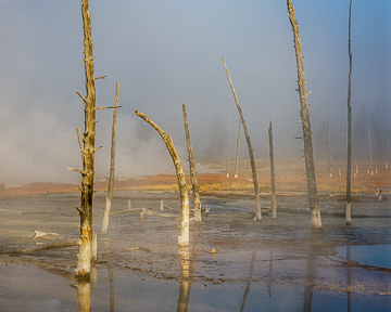 LE-AM-LA-007         Dead Trees Near Geyser, Yellowstone National Park, Wyoming