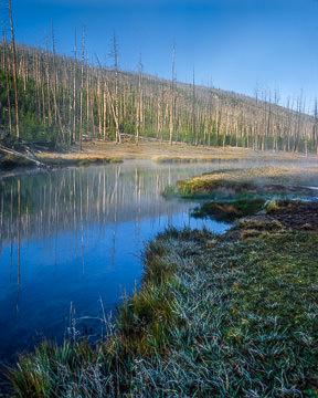 LE-AM-LA-008         New Vegetation After Fire, Yellowstone National Park, Wyoming