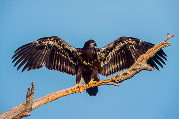 AM-B-03         Young Bald Eagle Stretching Wings, Pine Island, Florida