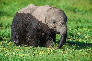 AF-M-04         Young Elephant At Enkongo Narok Swamp, Amboseli NP, Kenya 